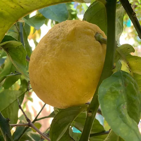 La Magnolia Bed and breakfast 4*